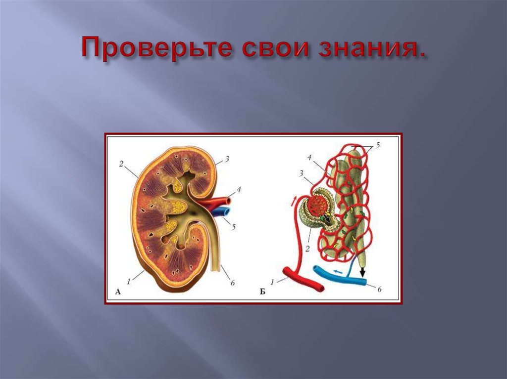 Биология 8 класс органы. Органы выделения человека 8 класс. Грибы органы выделения. Презентация на тему органы выделения. Схема по теме выделение биология 8 класс.