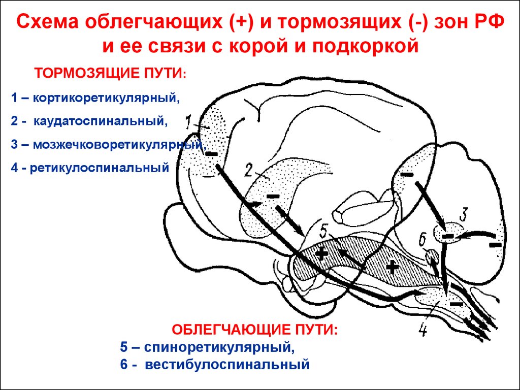Процесс торможения в коре головного мозга. Схема восходящих влияний РФ на кору мозга. Корковым – подкорковым образованиям.