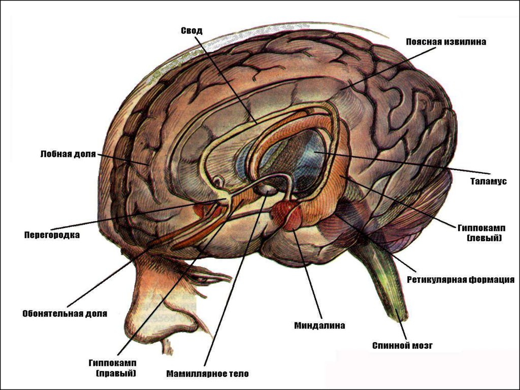 Обонятельные доли мозга. Лимбическая система головного мозга функции. Лимбическая система головного мозга анатомия.