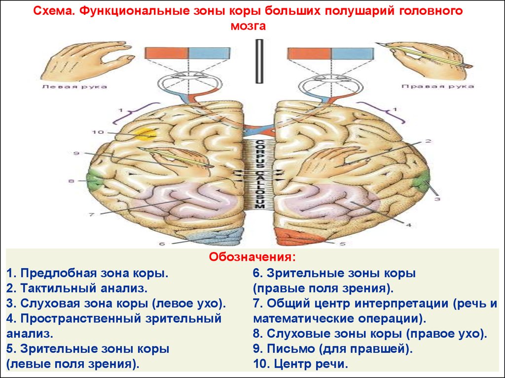 Физиология цнс. Промежуточный мозг. Базальные ганглии. Кора больших  полушарий головного мозга - online presentation