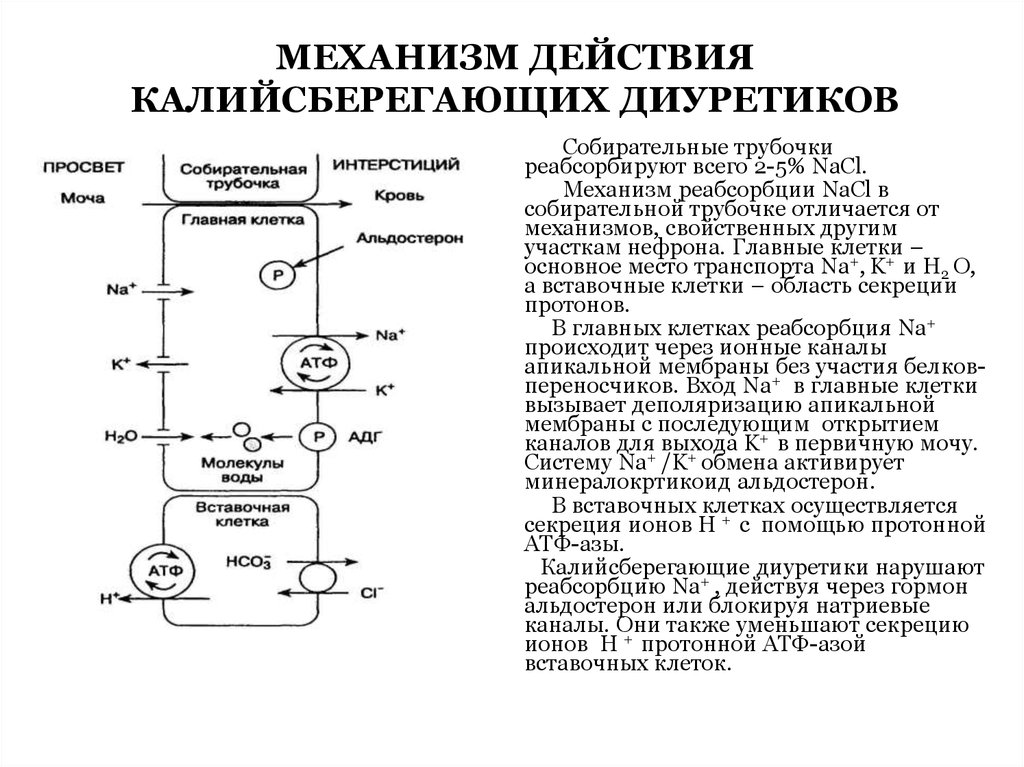 Диуретики фармакология. Мочегонные средства фармакология механизм действия. Механизм петлевых диуретиков. Диуретики схема действия. Механизм действия диуретиков.