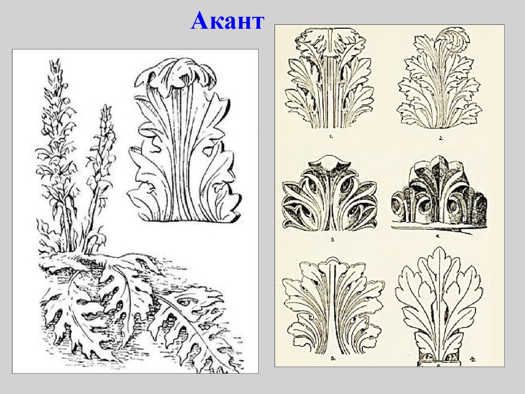 Акант орнамент. Акант орнамент древней Греции. Акант древняя Греция. Византийский орнамент Акант. Древняя Греция листья аканта.