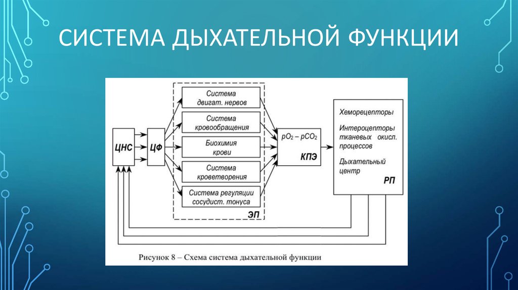 Функциональные системы организма презентация