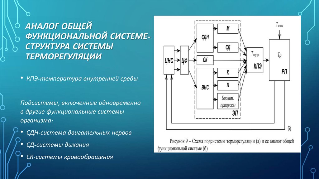 Схема функциональной системы терморегуляции