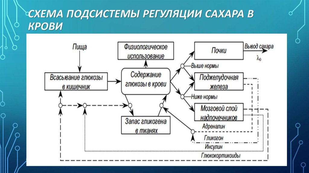 На рисунке изображена схема объясняющая механизм поддержания концентрации кальция в организме впр