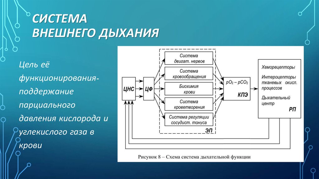 Организация дыхание