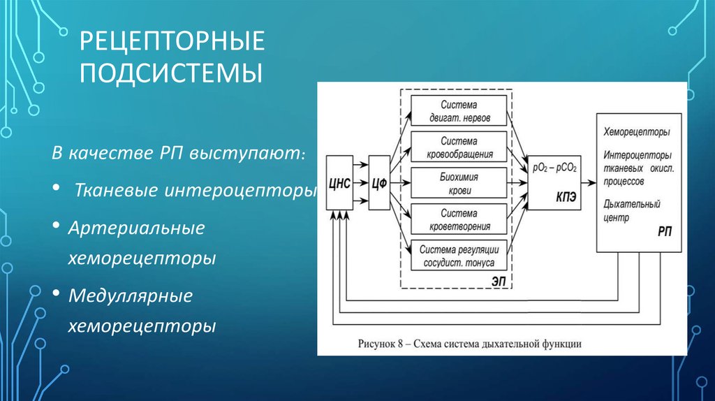 Схема функциональной системы дыхания