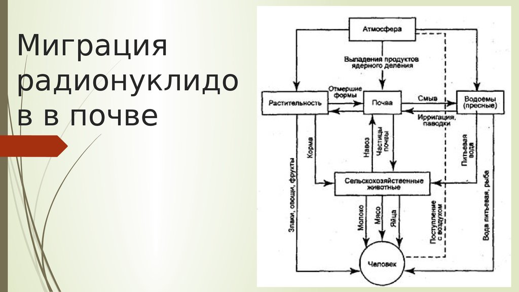 Радионуклиды пути поступления. Схема миграции радионуклидов во внешней среде. Схема миграции радиоактивных веществ. Схема движения радионуклидов в биосфере. Миграция радионуклидов.