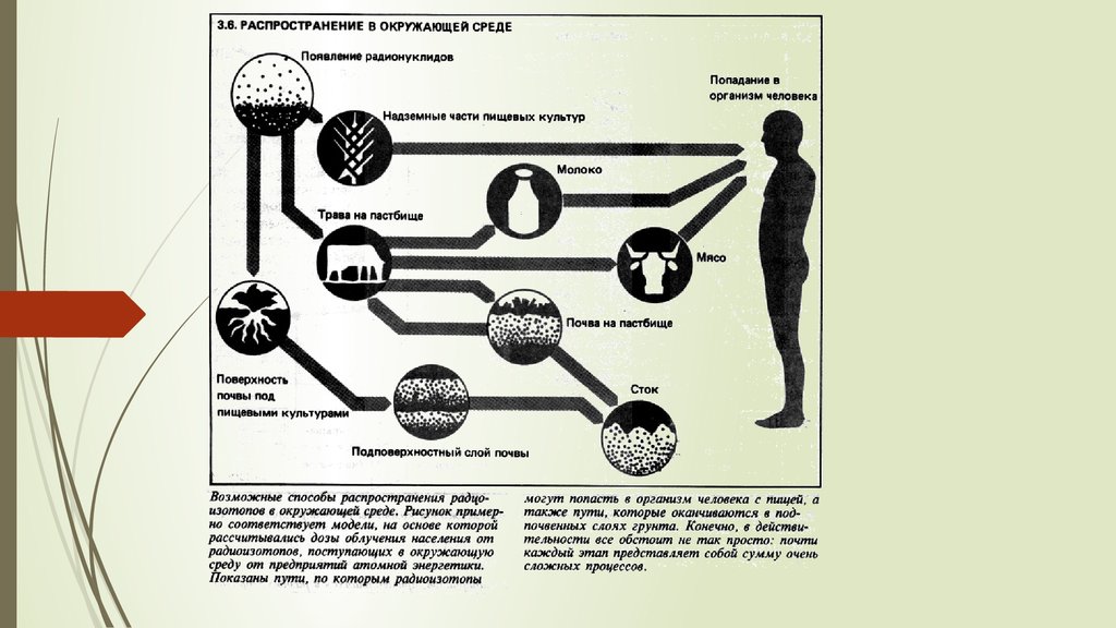 Радионуклиды пути поступления. Схема миграции радионуклидов во внешней среде. Миграция радионуклидов. Миграция радионуклидов в биосфере. Поступление радионуклидов в организм.
