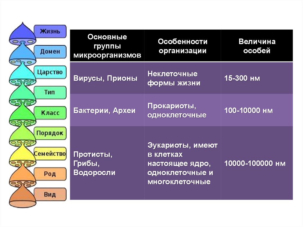 Основные формы жизни философия