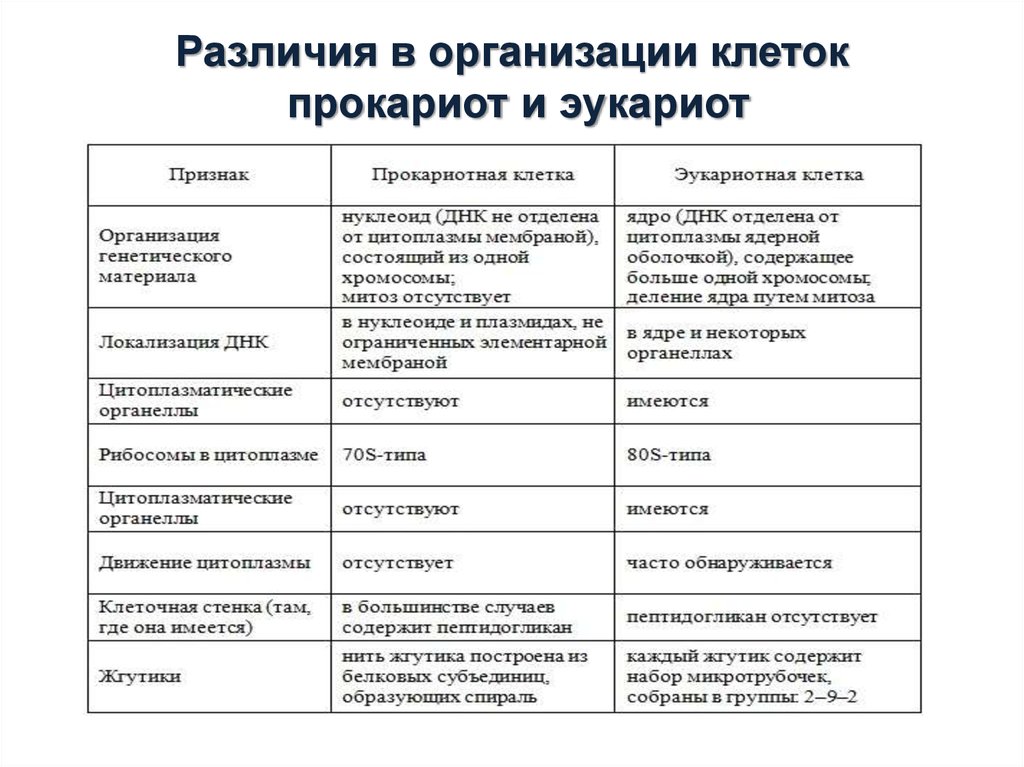 Таблица отличий. Таблица типы клеточной организации прокариот и эукариот. Представители прокариот и эукариот таблица. Отличие прокариотической клетки от эукариотической клетки таблица. Клеточная стенка прокариот и эукариот сравнение.