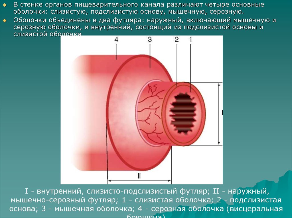 Стенки органов. Строение стенки пищеварительного канала. Слои стенки пищеварительного канала. Наружная оболочка пищеварительного канала состоит из:. Внутренняя оболочка пищеварительного канала.