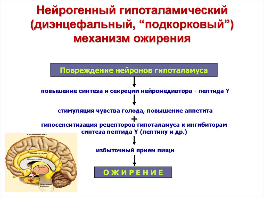 Диэнцефальный синдром что это такое. Механизмы развития ожирения патофизиология. Гипоталамо гипофизарное ожирение патогенез. Ожирение формы механизмы развития. Патогенез гипоталамического ожирения.