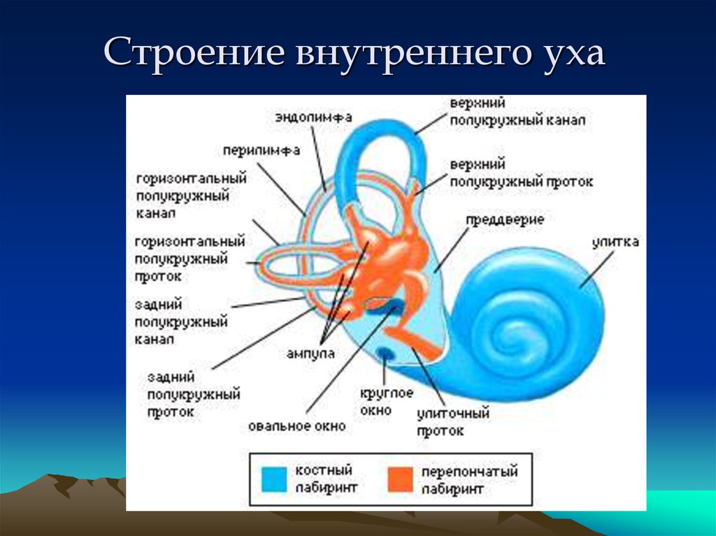 Внутреннее ухо содержит. Строение уха строение внутреннего. Схема строения внутреннего уха. Внутреннее ухо строение из чего состоит. Внутреннее ухо человека строение.