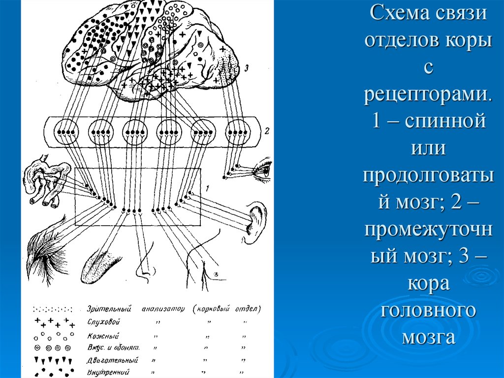 Рецепторы коры больших полушарий