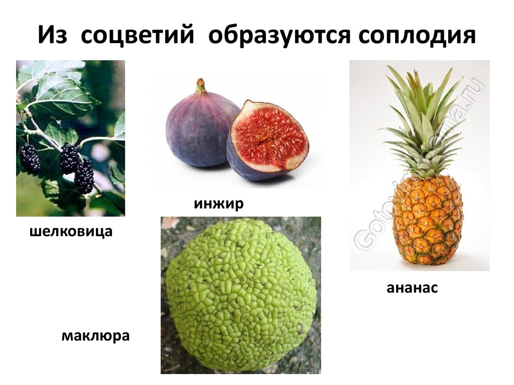 Простые плоды сложные плоды соплодия. Классификация плодов соплодие. Плод соплодие примеры. Соплодие примеры растений. Растения образующие соплодия.