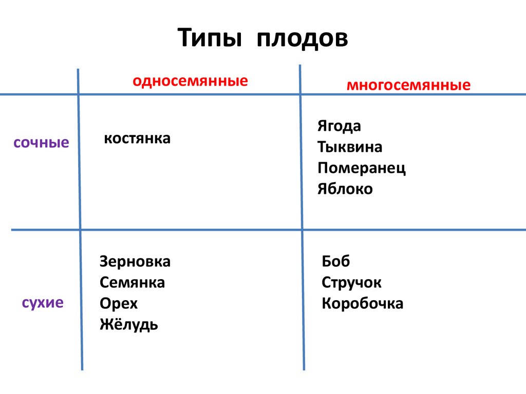 Типы плодов схема