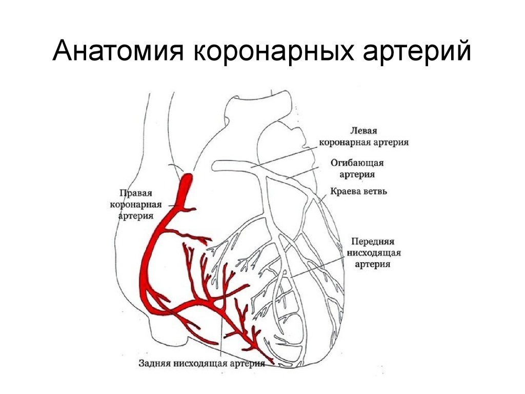 Правая сердечная артерия. Сосуды сердца схема коронарография сосудов. Артерии сердца схема. Левая коронарная артерия коронарография. Сегменты коронарных артерий схема.