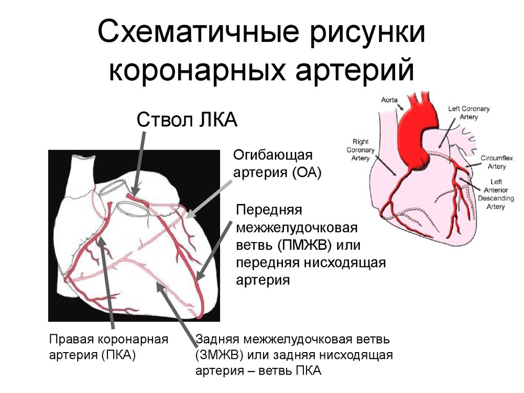 Правая сердечная артерия. Ветви огибающей коронарной артерии. Огибающая артерия сердца кровоснабжает. Левая огибающая коронарная артерия.