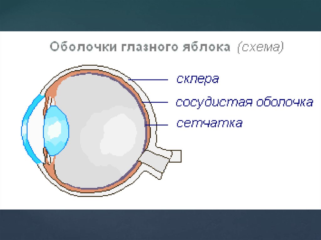 Структура оболочек глазного яблока