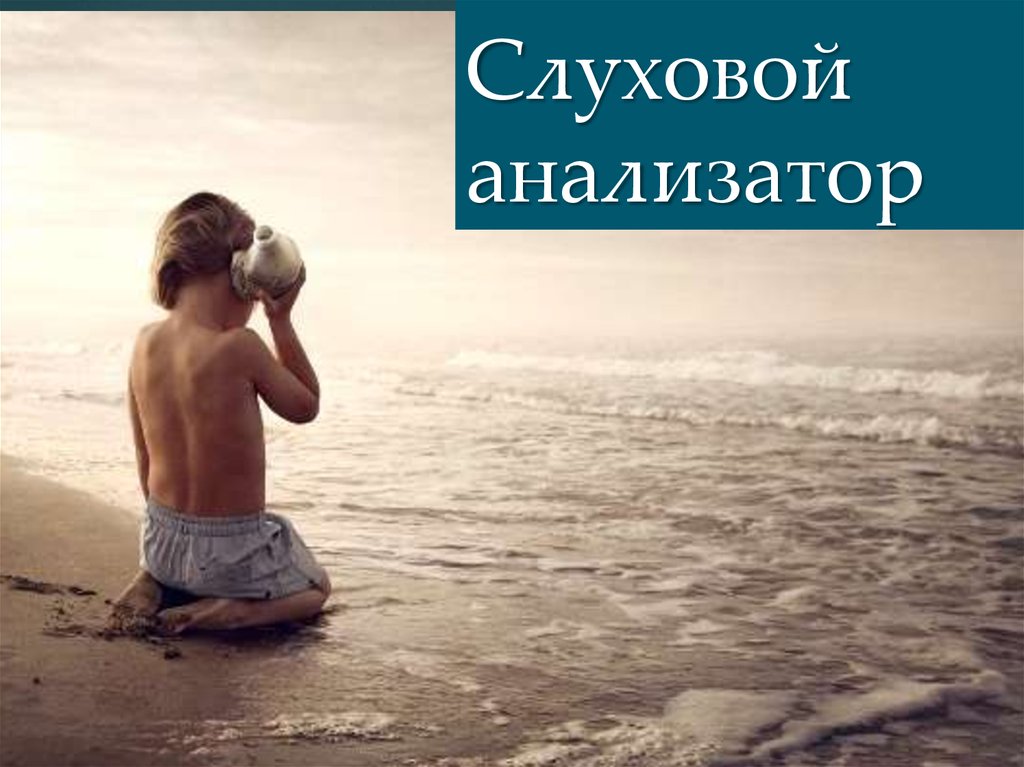 Слуховой анализатор