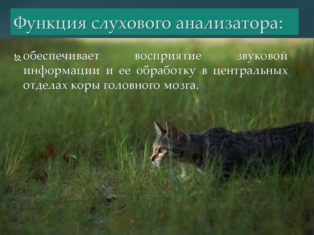 Функция слухового анализатора: