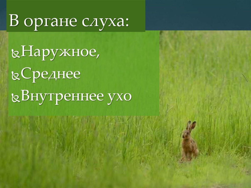 В органе слуха: