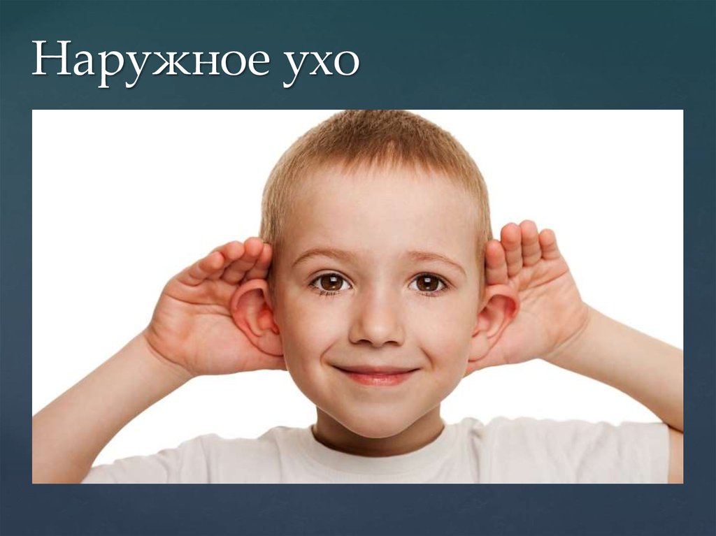 Наружное ухо