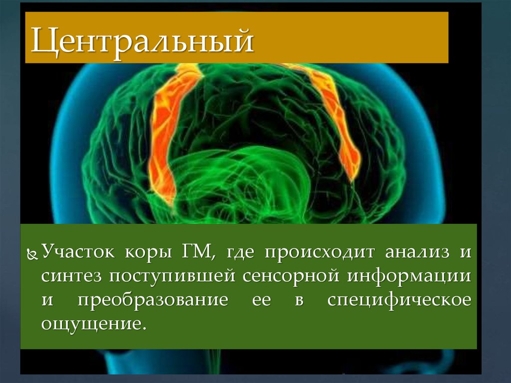 Синтез поступающей информации. Где происходят Синтез и анализ. Синтез информации. Анализ и Синтез информации. Анализ информации в сенсорной системе происходит:.