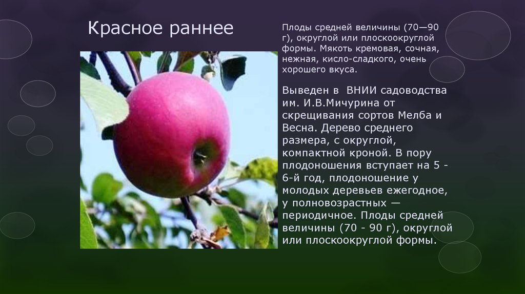 Яблоня россошанское полосатое описание сорта фото