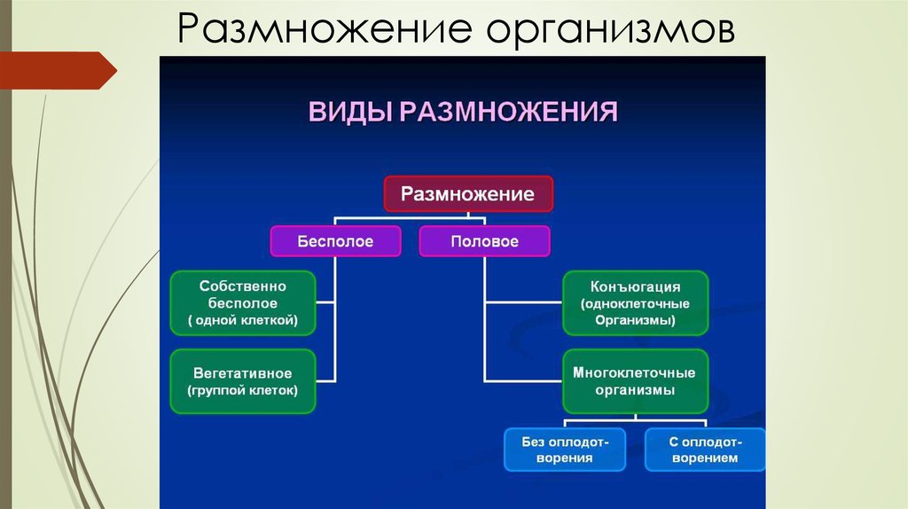 Формы размножения организмов презентация