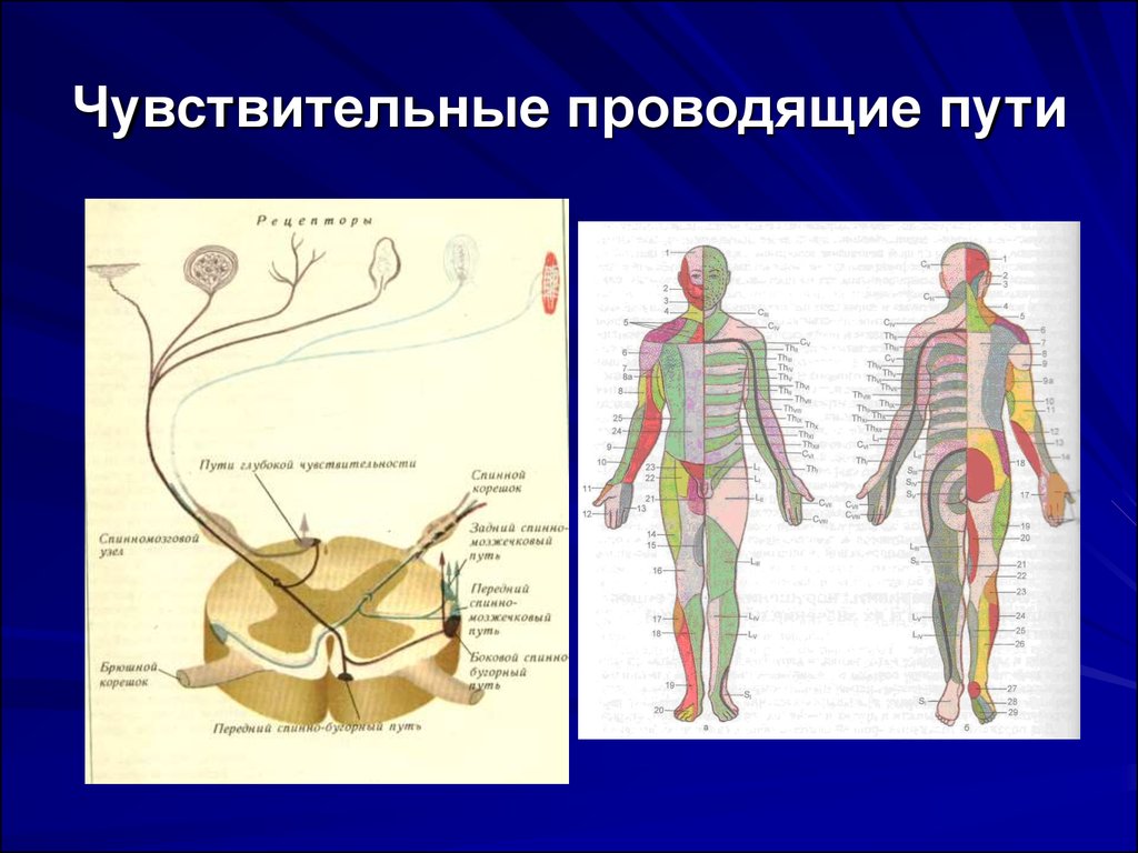 Отметить путь. Путь глубокой чувствительности неврология схема. Анатомия проводящих путей глубокой чувствительности. Путь поверхностной чувствительности неврология. Поверхностная и глубокая чувствительность неврология.