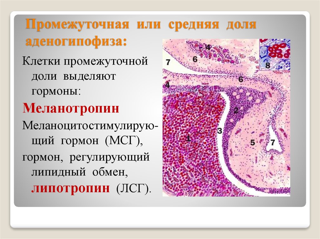 Гипофиз гистология рисунок