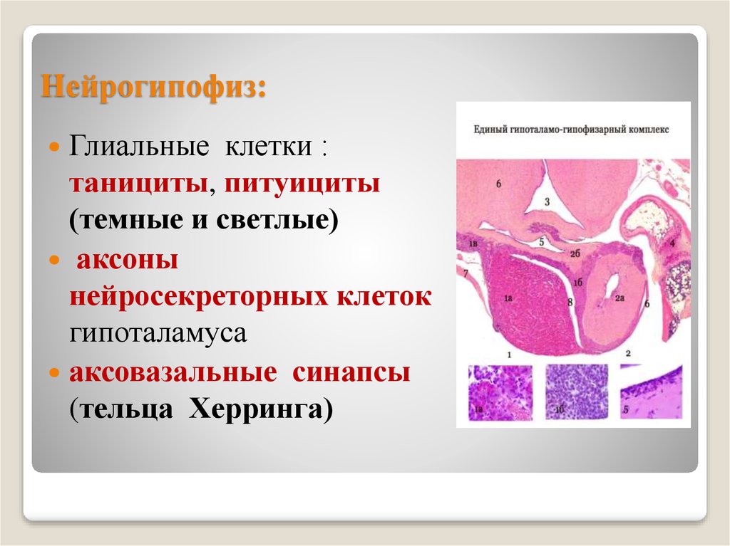 Нейрогипофиз. Нейрогипофиз питуициты. Нейрогипофиз строение гистология. Структуры нейрогипофиза. Клетки нейрогипофиза гистология.