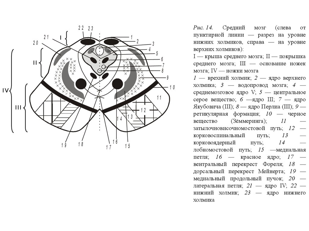 Поперечный срез среднего мозга схема