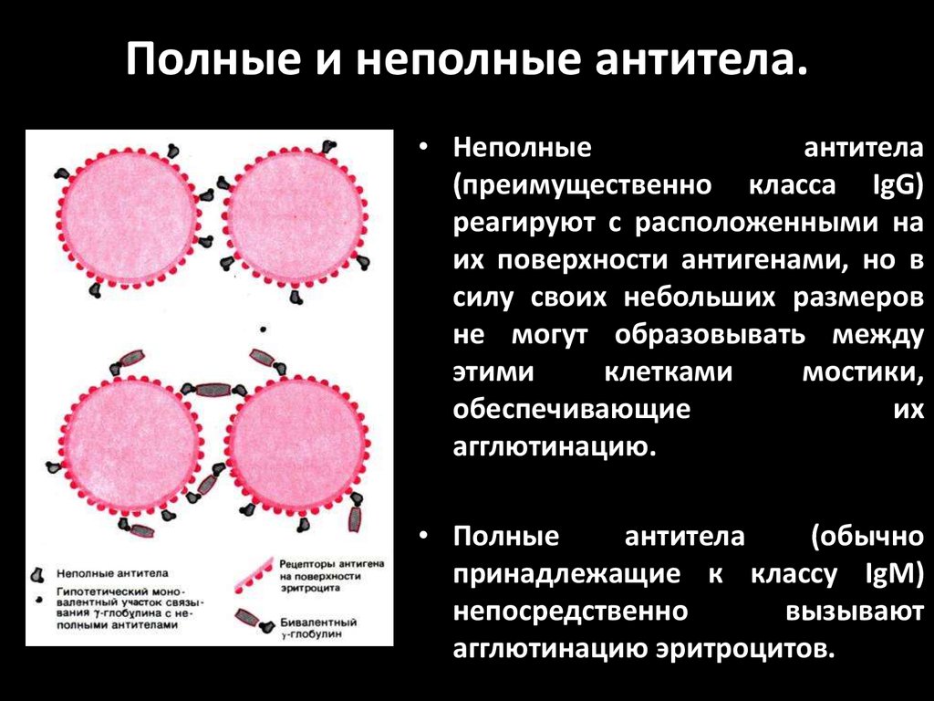 Полные и неполные антитела - online presentation