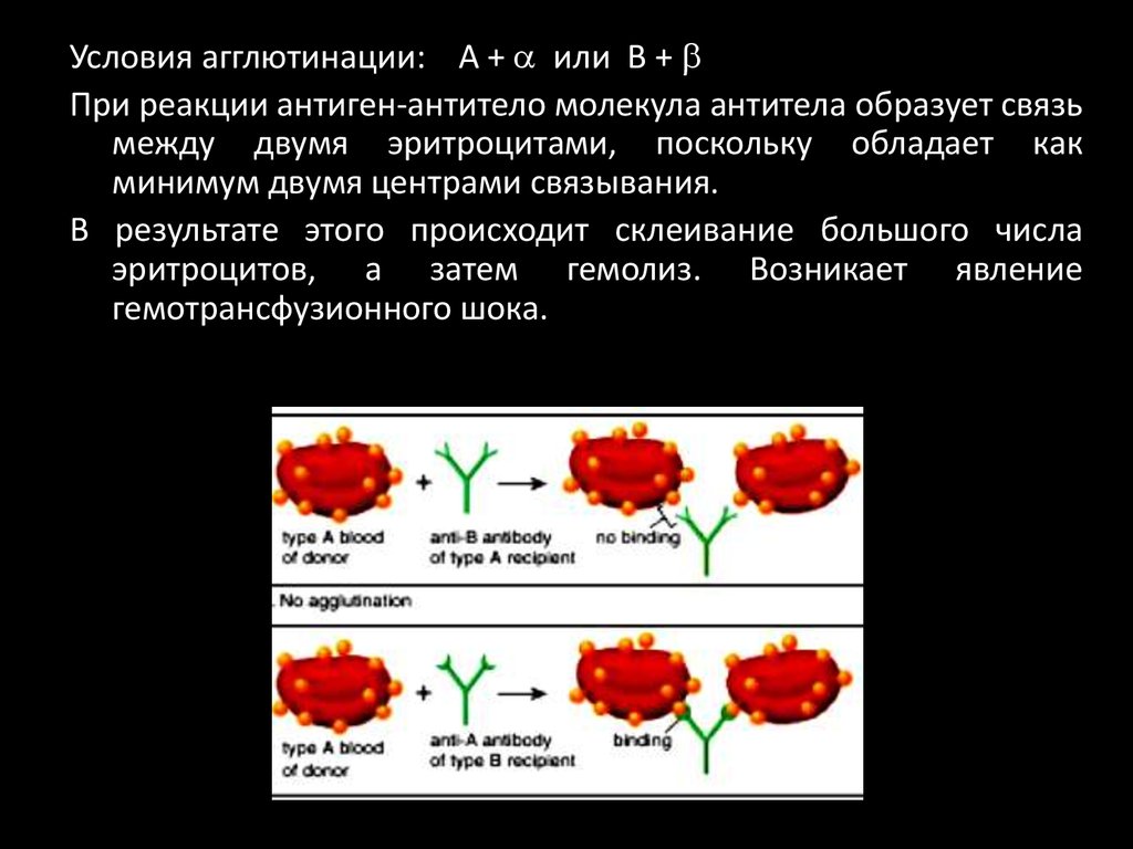 Полные и неполные антитела - online presentation