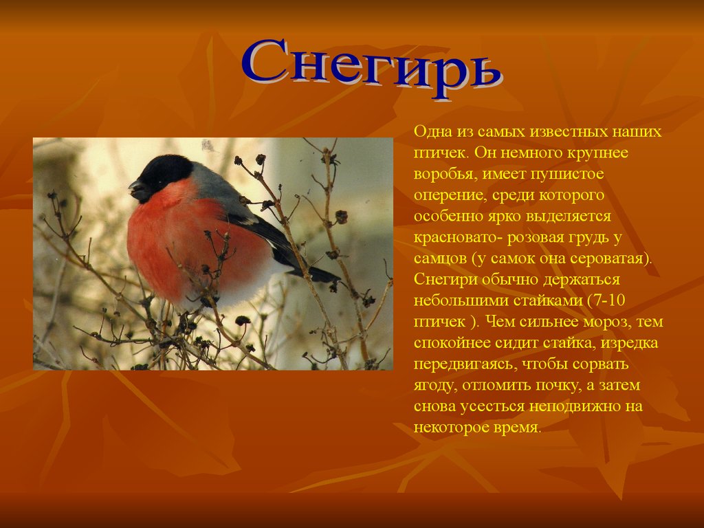 Тема птиц в литературе. Рассказ о птицах. Доклад про птиц. Реферат про птиц. Небольшой доклад про птицу.