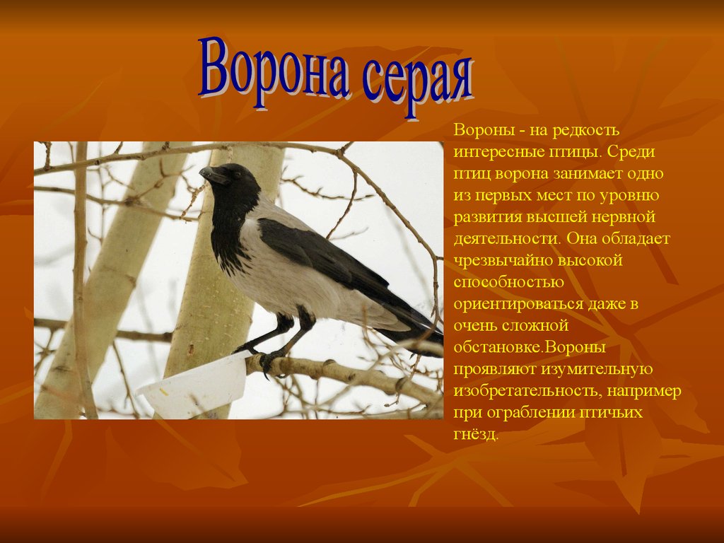 Ворон ударение. Ворона серая редкость. Ворона птица интересные факты. Интересные факты о лесных птицах. Ворон удивительные факты.