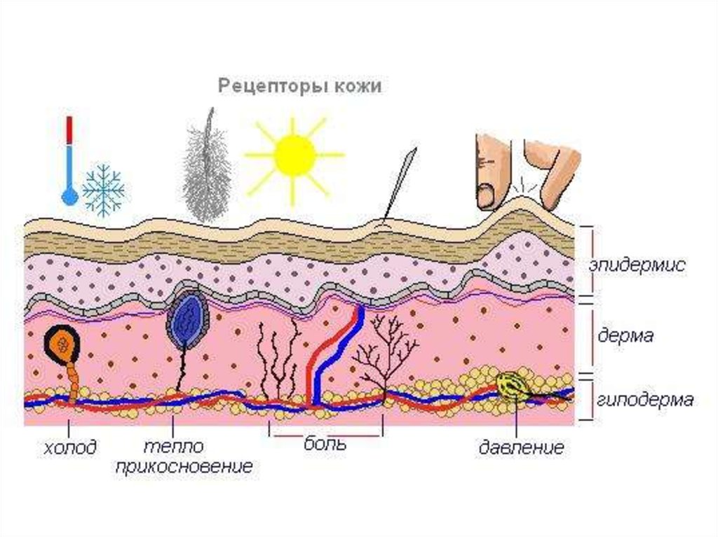Функция холодовых рецепторов кожи. Рецептор на рисунке строение кожи. Расположение холодовых и тепловых рецепторов в коже. Строение кожи кожные рецепторы. Рецепторы кожи строение и функции.