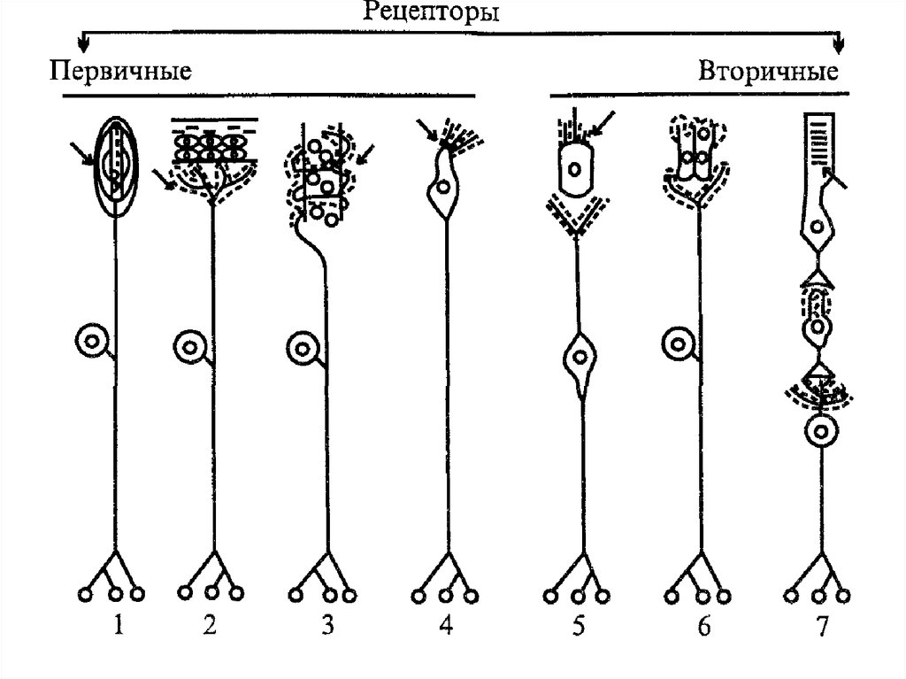 Виды рецепторов. Рецепторы. Рецепторы схема. Типы рецепторных клеток. Первичные и вторичные рецепторы.