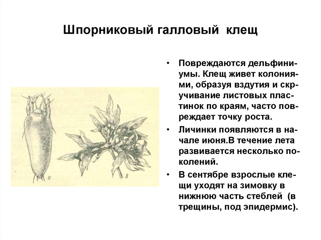 Колония образующая. Дельфиниумный (шпорниковый) клещ. Шпорниковый галловый клещ. Шпорниковый галловый клещ на дельфиниуме. Шпорниковый клещ у дельфиниума.