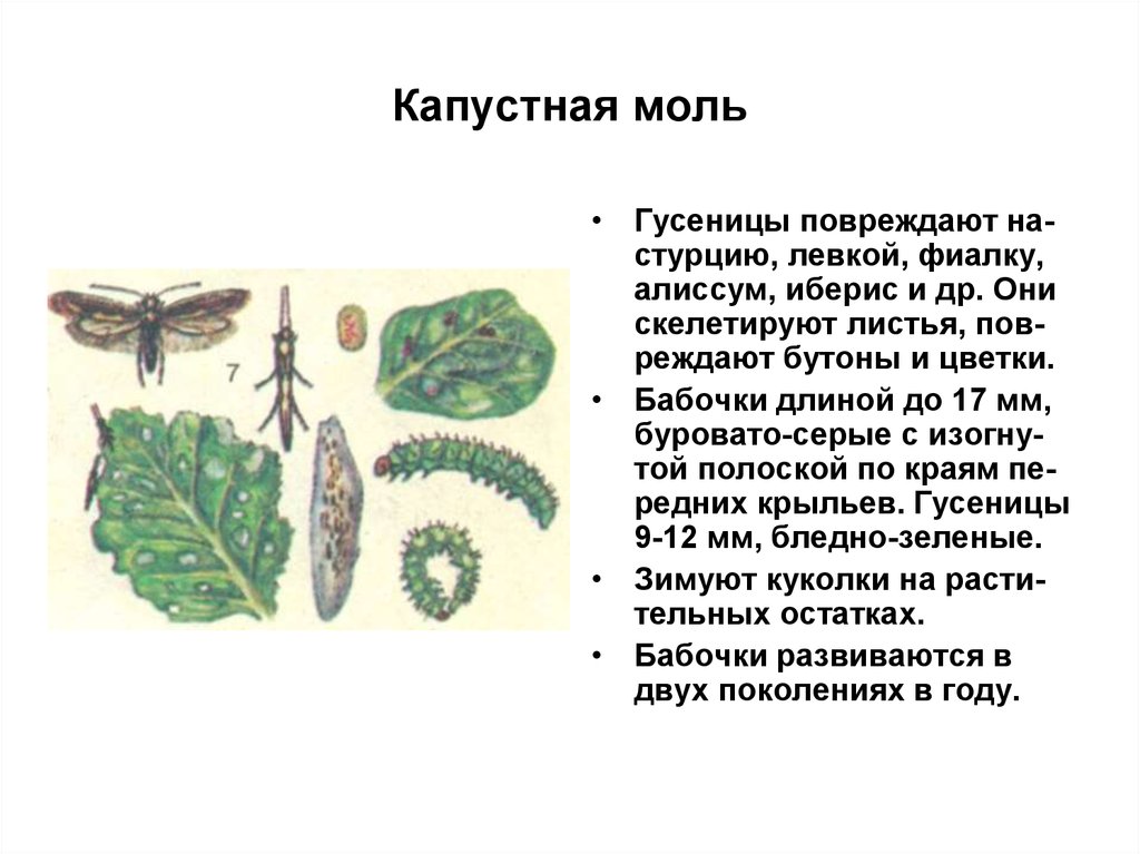 Капустная моль. Гусеница капустной моли. Капустная моль Имаго. Вредители декоративных растений. Капустная моль повреждения.