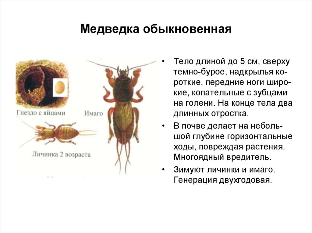 Медведка обыкновенная тип развития. Внутреннее строение медведки. Медведка обыкновенная личинка. Медведка обыкновенная адаптация.