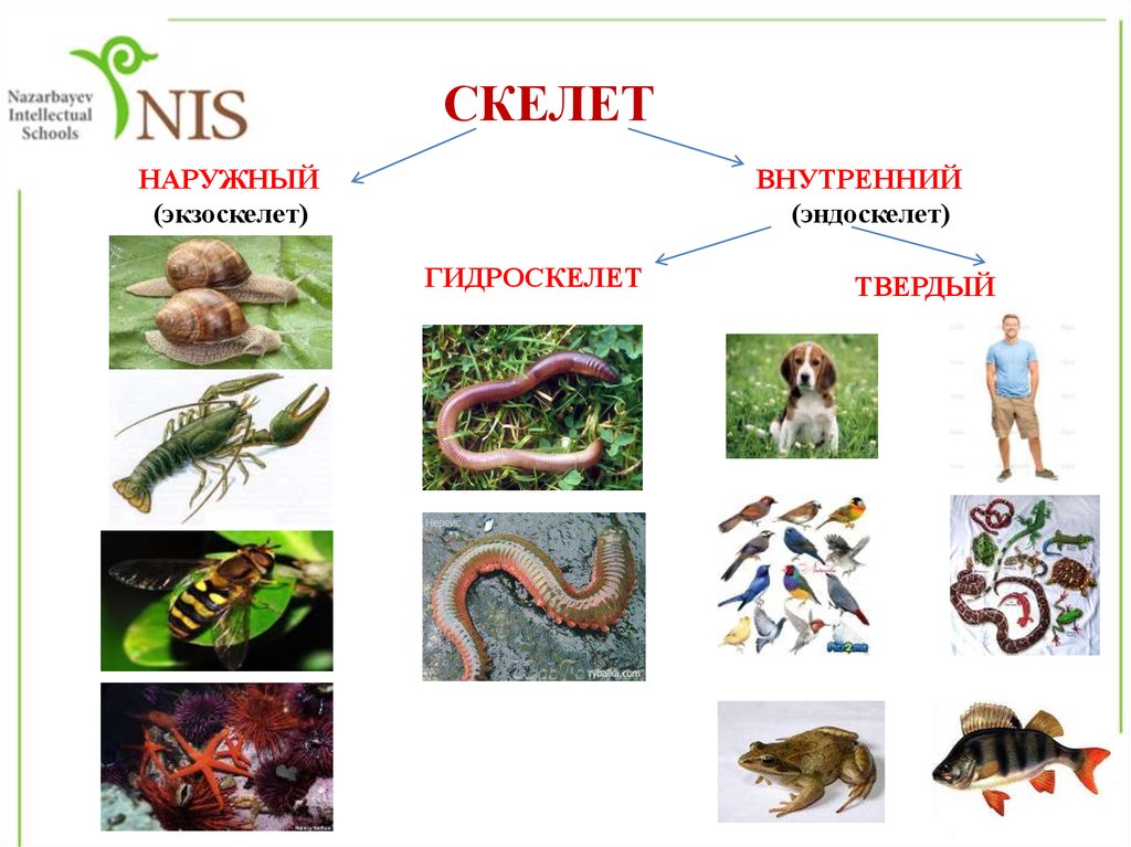 Внутренний скелет. Типы скелетов. Типы скелетов у животных. Органы движения беспозвоночных. Позвоночные органы передвижения.