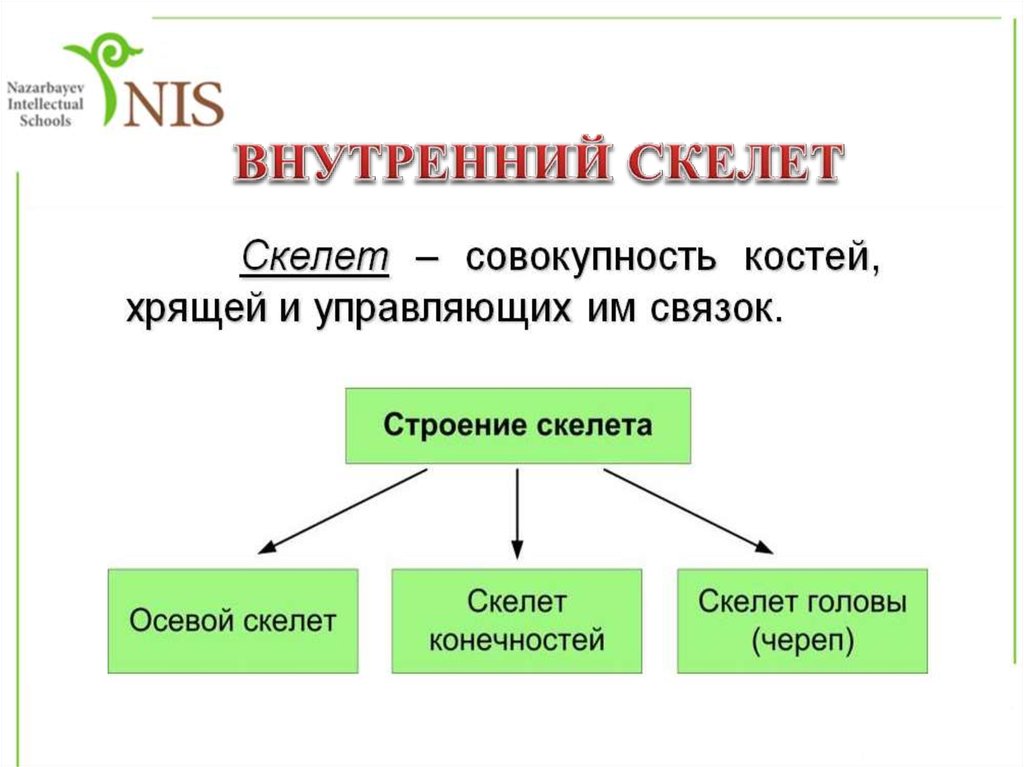 Внутренний скелет главный. Внутренний скелет. Внутренний скелет это в биологии. Внутренний скелет это кратко. Внешний и внутренний скелет.