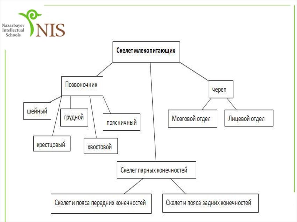 Запишите выводы об особенностях скелета млекопитающих сделайте рисунки биологии 7 класс