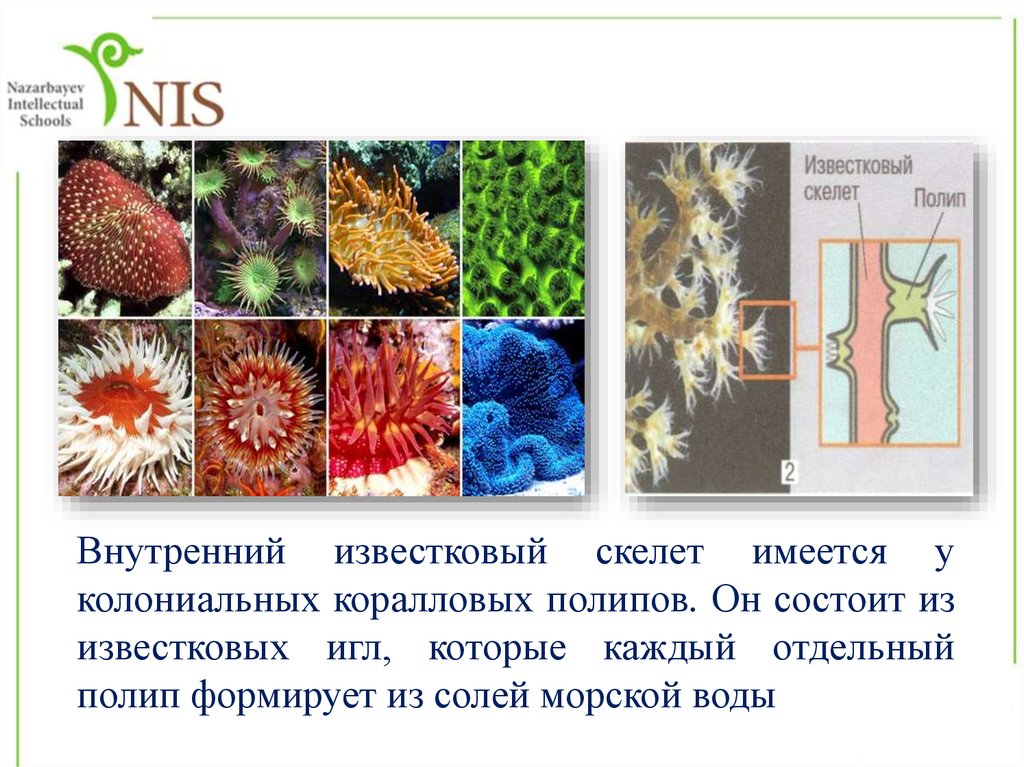 Скелет коралловых полипов. Колониальные коралловые полипы. Внутренний известковый скелет. Известковый скелет полипов.