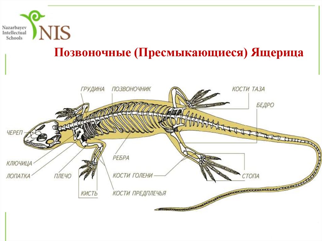 О чем говорит сходный план строения скелетов разных позвоночных