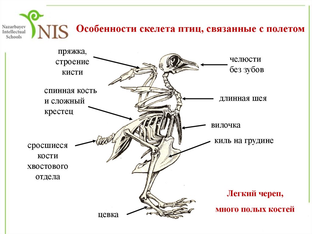 Практическая работа исследование особенностей строения скелета птиц